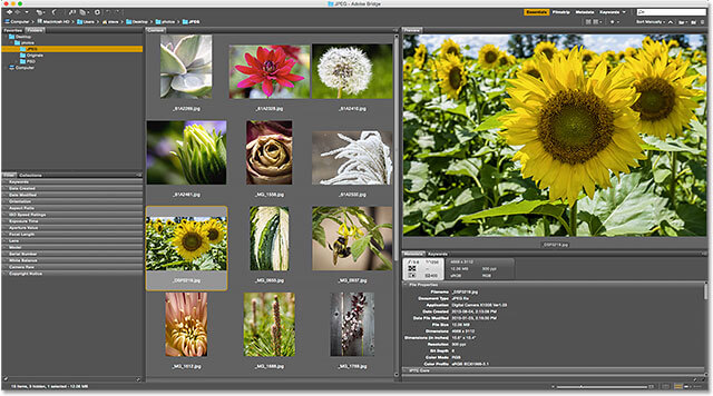 Adobe Bridge